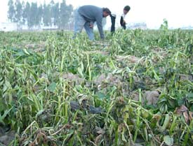 A view of the wilted leaves of potato crop in the region