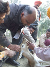 Punjab Agricultural University experts examine an ailing black buck at the Deer Park in Bathinda on Monday.
