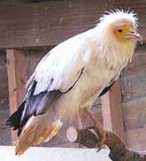 Egyptian vulture
