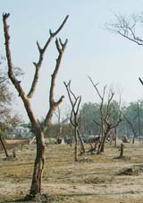 A view of the numerous dried-up trees in front of the New Vegitable Market along the GT Road 