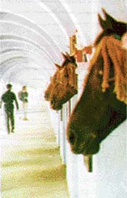 The stables of equine breeding stud at Babugarh