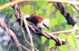 White-crested laughing thrush