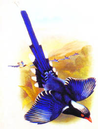 Red-billed blue magpie 