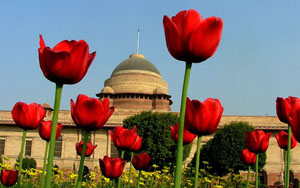 The Mughal Garden of Rashtrapati Bhavan is a riot of colours as the flowers are in full bloom. The Mughal Garden will be opened for public viewing from February 14.