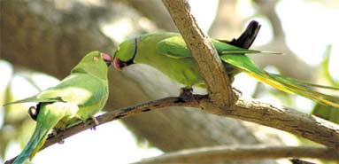Parroting it  Happy Valentines Day