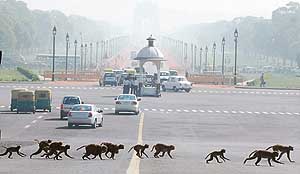 Something different! Simians cross Raj Path in New Delhi on Thursday. 