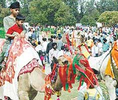Camel ride was one of the major attractions at the 34th Rose Festival in Sector 16, Chandigarh, on Saturday