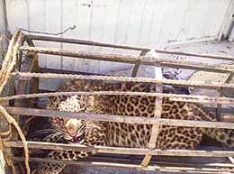 The two-year-old leopard that was captured by residents of Bhayura village in Mandi district on Sunday.
