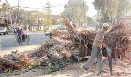The 125-year-old bohar tree felled in Amritsar on Friday.