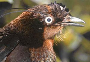 The Berlepschs six-wired bird of paradise was rediscovered by a Conservation International Team on the island