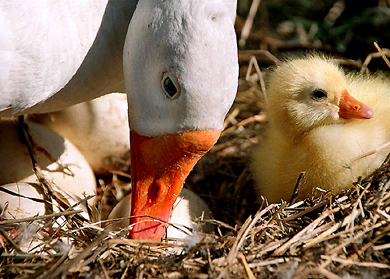 Even as the fear of bird flu keeps some people away from feathery friends, a duck takes care of a duckling and eggs in Chandigarh on Sunday