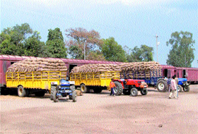 Tractor-trolleys overloaded with potato sacks at the Kapurthala railway station on Monday