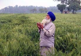 A farmer prays to the weather god following some damage to his wheat crop by rain which lashed the region on Frida