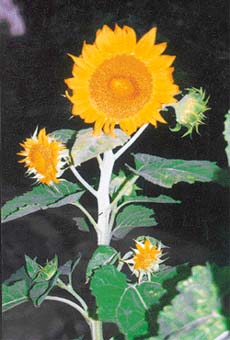 Sunflowers have been popular since ages