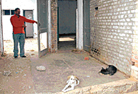 A broken door, stray cats and dogs show the plight of the day care and de-addiction centre at Dadu Majra.