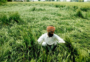 A farmer examines his wheat crop flattened by winds near Morinda on Saturday. Experts say the crop will recover as not much damage has been caused to the plants. 