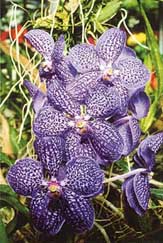 Orchids ready for the March 18 show 