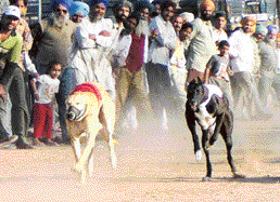 Rural sports at Balongi village in Mohali on Friday.