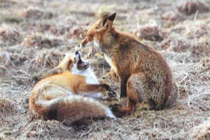 Two foxes at play. Viewers want to see the good bits