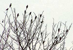 Photo by Inderjit  Verna