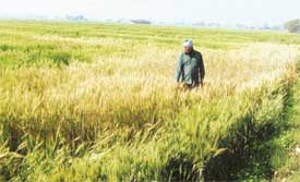A farmer looks at his dried-up crop at Dehliz village, near Ahmedgarh
