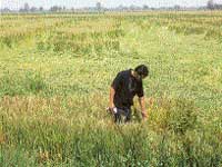 A trader looks at the flattened crop in a field near Kheri village in Sangrur district