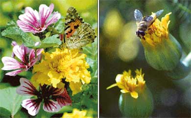 Enticed by the permanent beauty of transient blossom in the momentary spring of life, butterflies shift their fleeting affection from one flower to another in Chandigarhs Leisure Valley on Wednesday