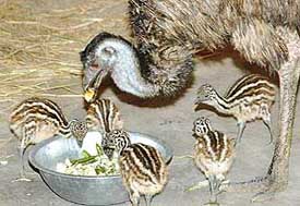 The father emu feeds its chicks at Mahendra Chaudhary Zoological Park, Chhatbir