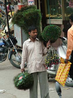 Defying ban orders, a man sells peacock feathers in Jalandhar