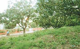 The mango grove in the Industrial Area along Purv Marg in Chandigarh