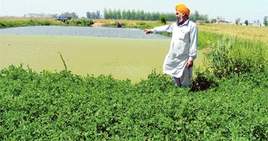 A farmer of Baniewal village shows a pond that has waterlogged nearby areas due to lack of drainage