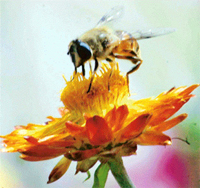 A flower attracts a honey bee. The scene was captured by the cameraman in Ludhiana on Thursday