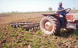 Jasvir Singh, a farmer of Akanwali village in Fatehabad, destroys saathi sown in his field