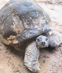 The giant Aldabra, possibly the oldest animal on earth, died at the Alipore Zoological Garden in Kolkata on March 22