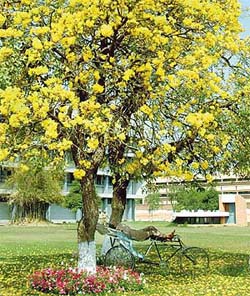 Basanti (ochre) flowers herald Basant (Spring) on the PAU campus in Ludhiana