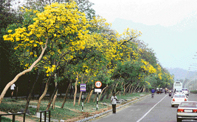 Motorists zoom past the blooming trees on the Sector 10 road leading to the Punjab and Haryana Civil Secretariat in Chandigarh.