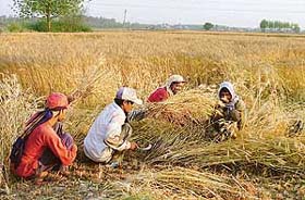 Manual harvesting of wheat in progress at Mahitpur village in Ludhiana