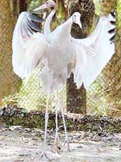 Newly born chicks of the sarus crane flap their wings in Mahendra Chaudhary Zoological Park, Chhatbir.