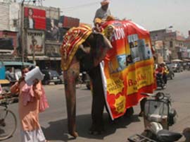 This female elephant from Ludhiana, carrying a promotional poster, lumbers past one of the roads of Jalandhar on Saturday