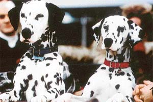 A scene from 102 Dalmatians