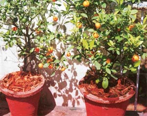 Coconut fibre as mulch protects delicate surface roots in summers