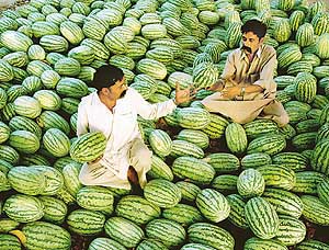 GO GREEN, EAT GREEN: Watermelon vendors arrange their stocks before customers make their appearance in Sector 40, Chandigarh, on Sunday.