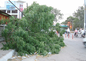 Wanton destruction of green cover: A tree felled near Novelty Chowk in Amritsar to make way for a multiplex.