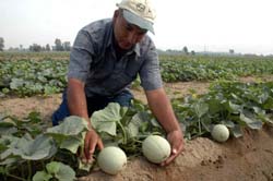 A farmer arranges creepers of melon in his fields at Gossal village near Kapurthala.