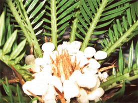Hailstones collect at the bottom of a potted ornamental plant in Mandi Ahmedgarh on Sunday night