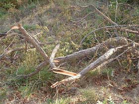 A green tree felled at Balsudal village in Donera range of Gurdaspur forest division