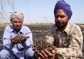 Farmers show their burnt wheat crop in Bathinda
