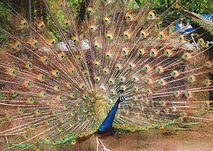 A dancing peacock at the Chhat Bir zoo, near Chandigarh, on Wednesday.