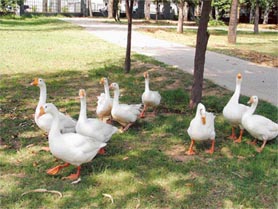 Nine ducks at the Mini Zoo in the Nehru Rose Garden, Ludhiana.