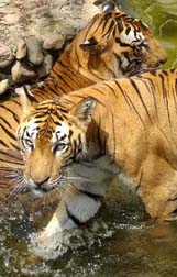 A pair of Royal Bengal tigers try to beat the heat at a zoo in Guwahati on Thursday